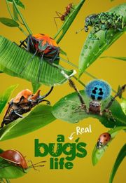 A Real Bug's Life