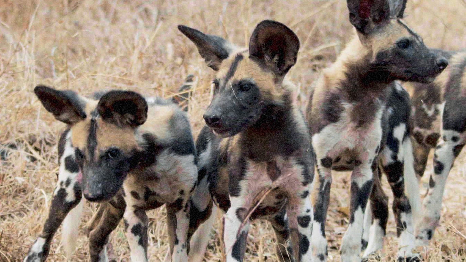 Africa's Hunters