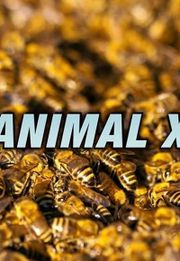 Animal X