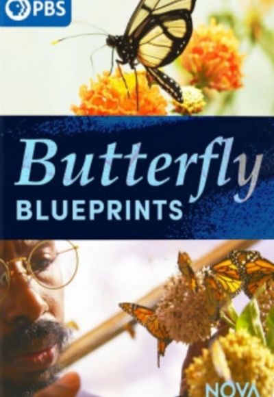 Butterfly Blueprints