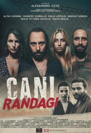 Cani randagi