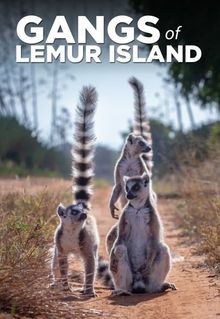 Gangs of Lemur Island