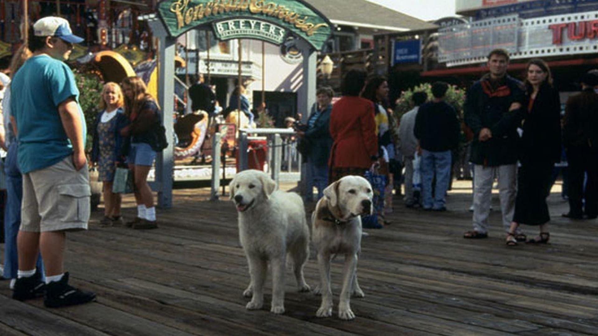 Homeward Bound II: Lost in San Francisco