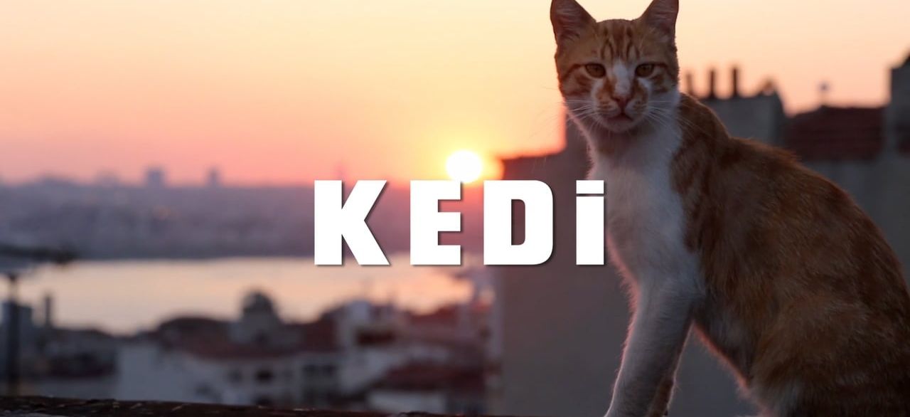 Kedi