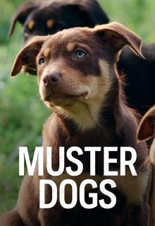 Muster Dogs