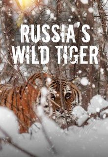 Russia's Wild Tiger