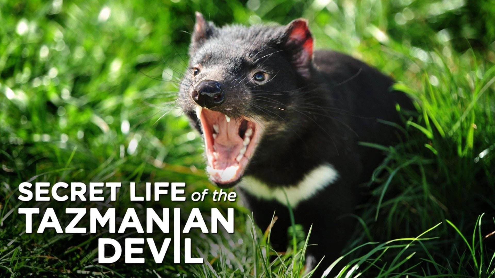 Secret Life of the Tasmanian Devil