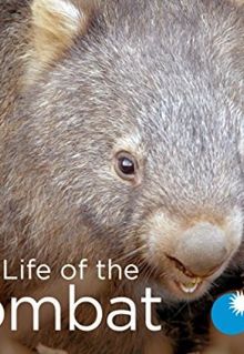 Secret Life of the Wombat