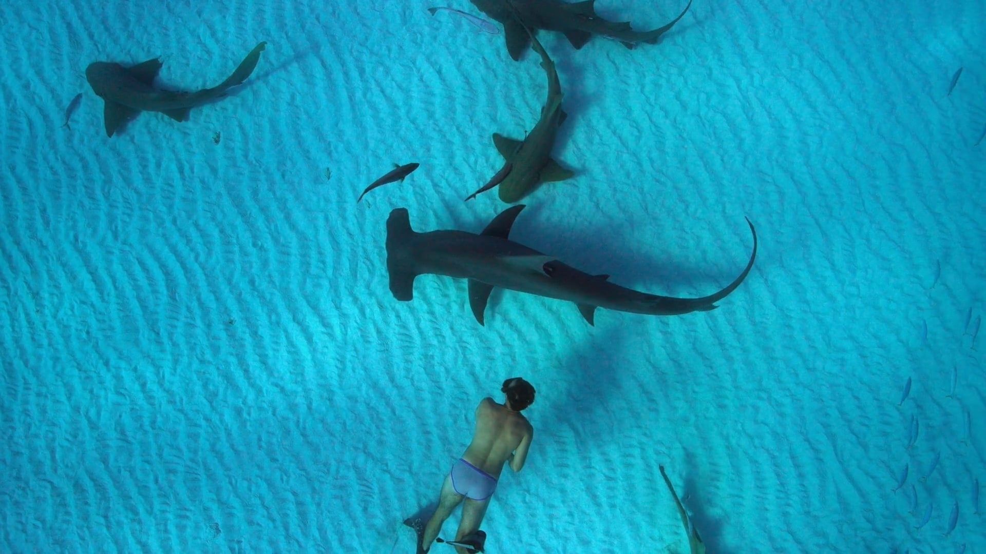 Sharkwater Extinction