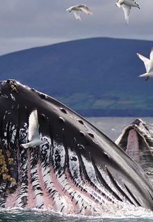 Wild Ireland: The Edge of the World