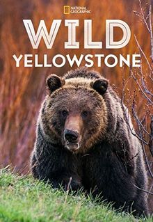 Wild Yellowstone