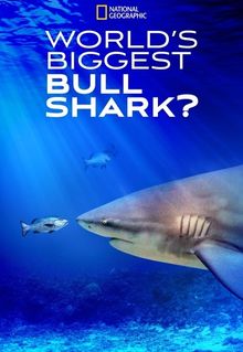 World's Biggest Bull Shark